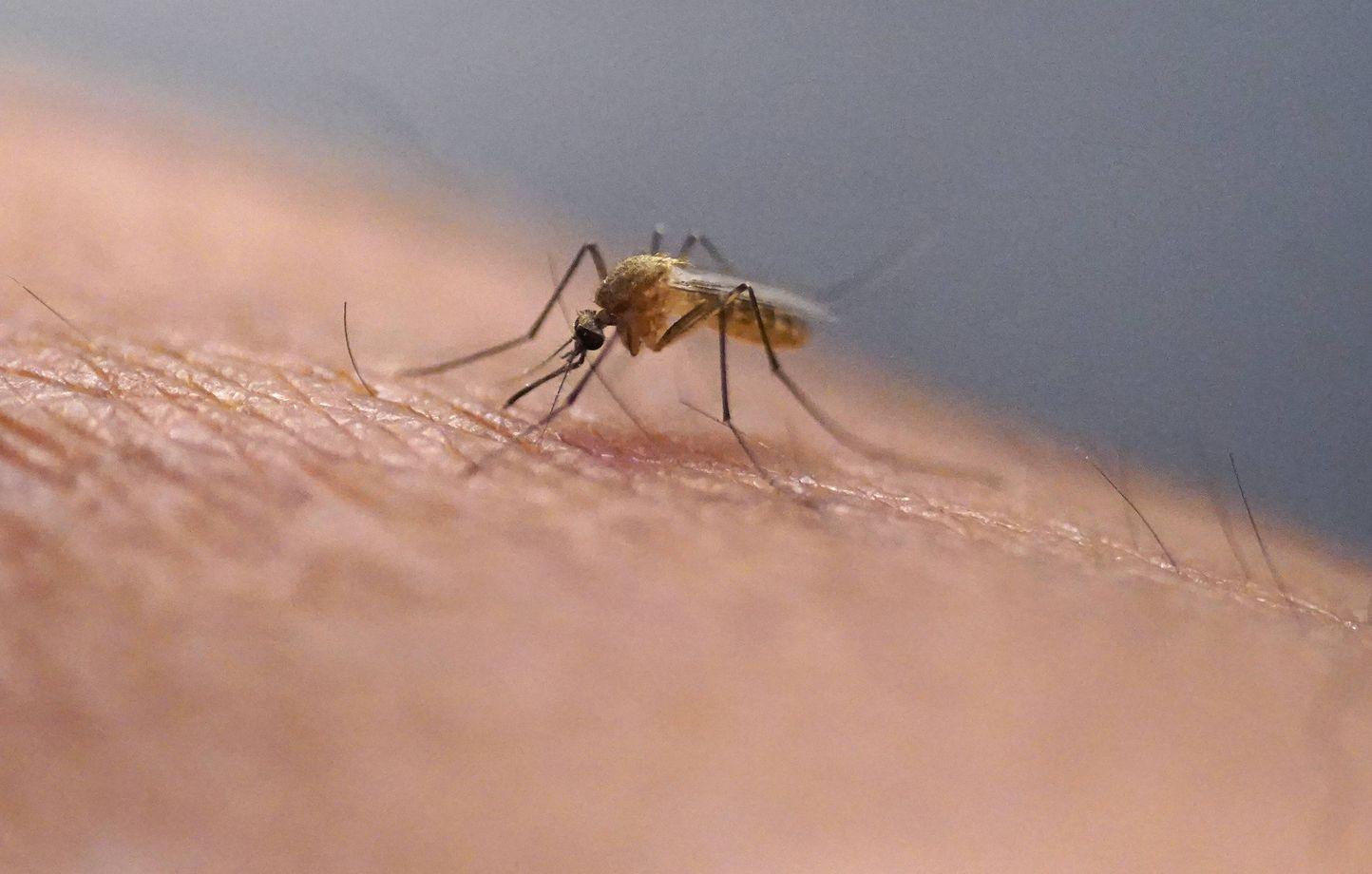 Chikungyan : Après le lever du soleil, la hausse des cas se réduit à la France c...