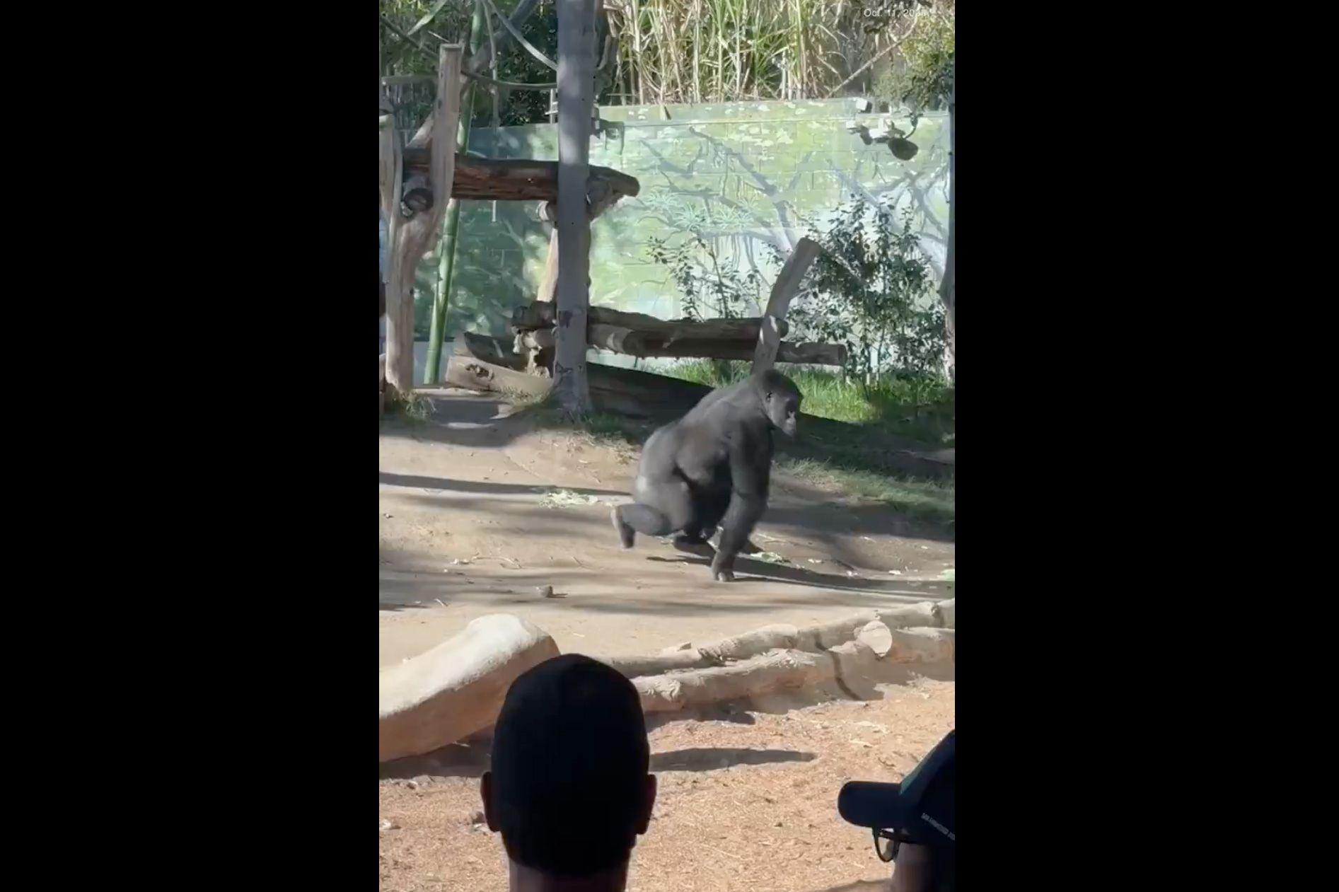 Denin, le gorille du zoo de San Diego, court et brise la vitre