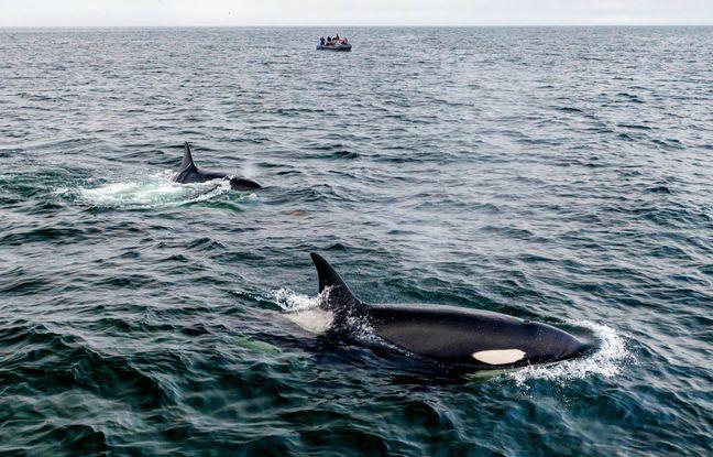 Portugal: Sailor attacked by orcas dives in dark night to retrieve life raft