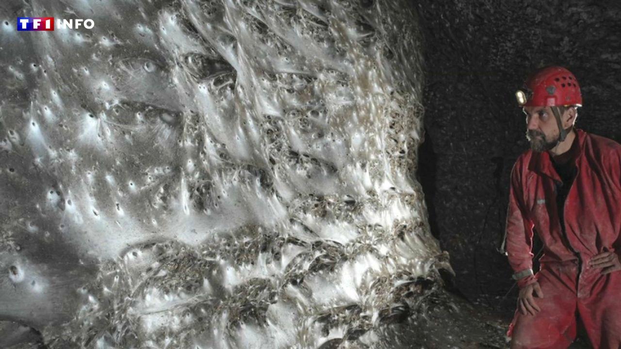 Plus de 100 000 araignées l'ont tissé : Images d'une toile géante découverte dan...