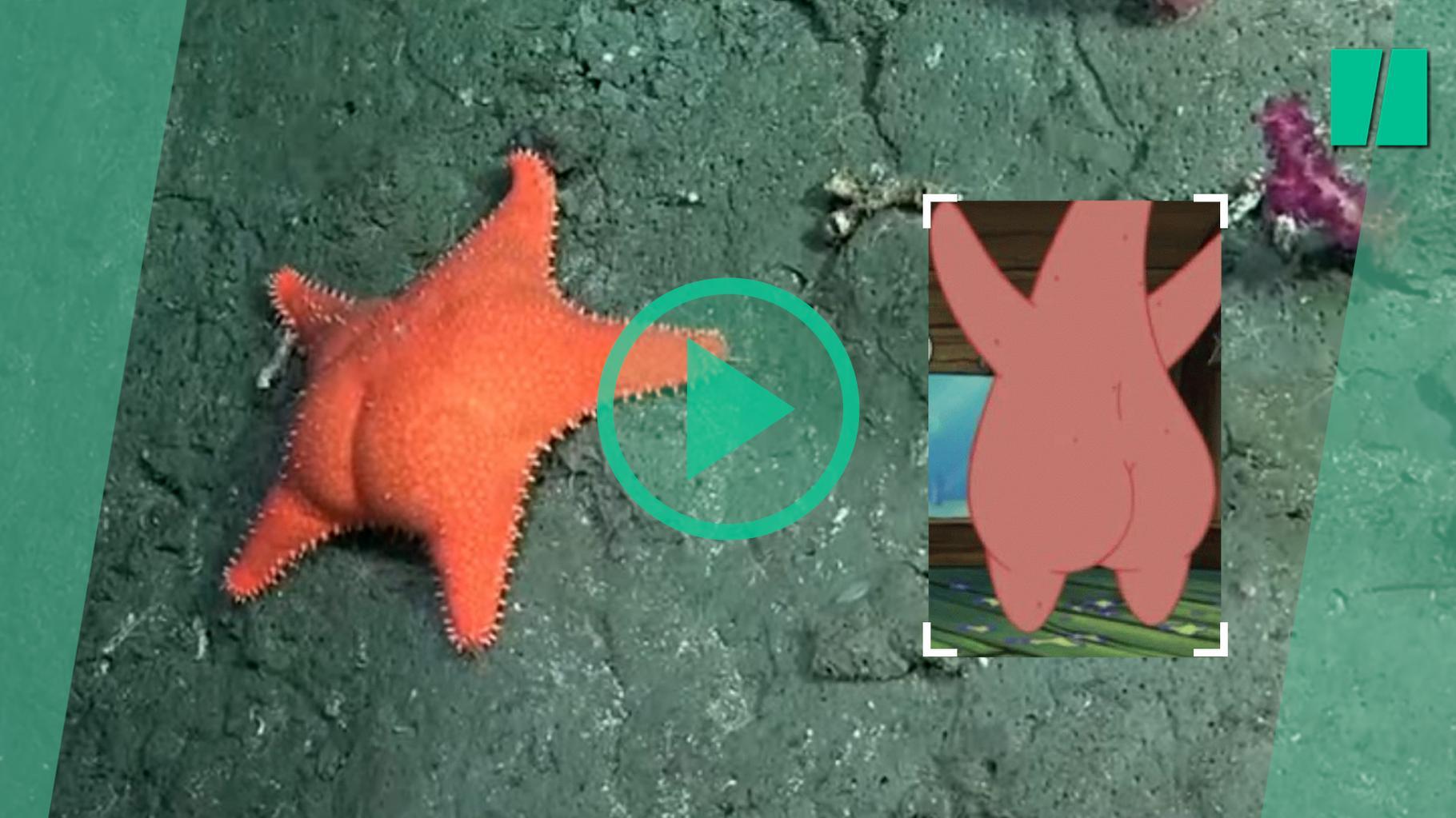 Les explorations de ce robot sous-marin attirent l'Argentine sur YouTube