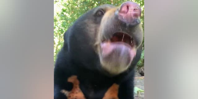 Les ours malais Jamron et Bopha travaillent au zoo de Perth depuis 15 ans. Free the Bears, une organisation australienne de protection de la faune et de protection des animaux, a sauvé les animaux avant janvier 2007.