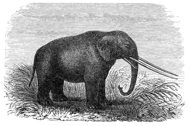 mastodonte