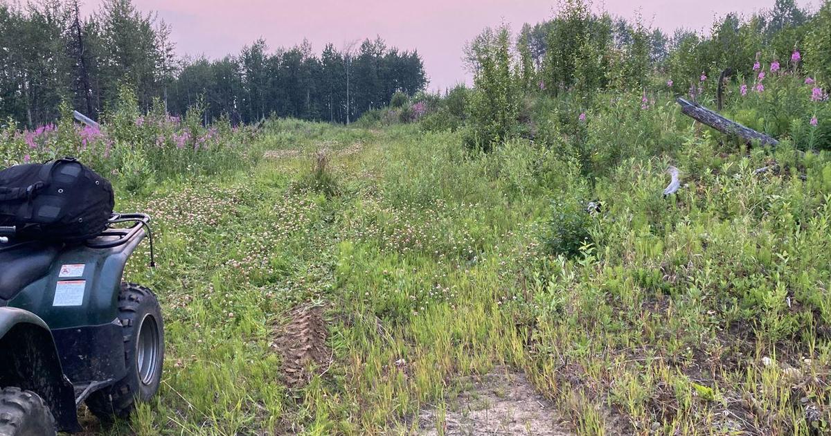 Un ours attaque et blesse gravement une femme de 21 ans en train de planter des arbres au Canada Un ours attaque et blesse gravement une femme de 21 ans en train de planter des arbres au Canada