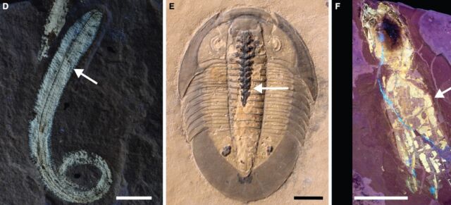 D'autres exemples de tissus mous phosphatidylaires dans les fossiles : (d) le polychord phosphatidylcholinester ; (e) Trilobites avec des phospholipides dans le tractus intestinal; et (f) vampyropode de poulpe sous lumière UV pour montrer le tissu phospholipidique.