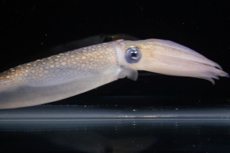 Le piratage de cellules humaines pour agir comme des cellules de peau de calmar pourrait débloquer la clé pour camoufler Ars Technica Le piratage de cellules humaines pour agir comme des cellules de peau de calmar pourrait débloquer la clé pour camoufler Ars Technica