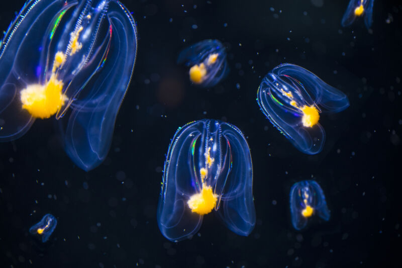 Un nouvel arbre généalogique des animaux soulève des questions sur l’origine du système nerveux – Ars Technica Un nouvel arbre généalogique des animaux soulève des questions sur l’origine du système nerveux – Ars Technica