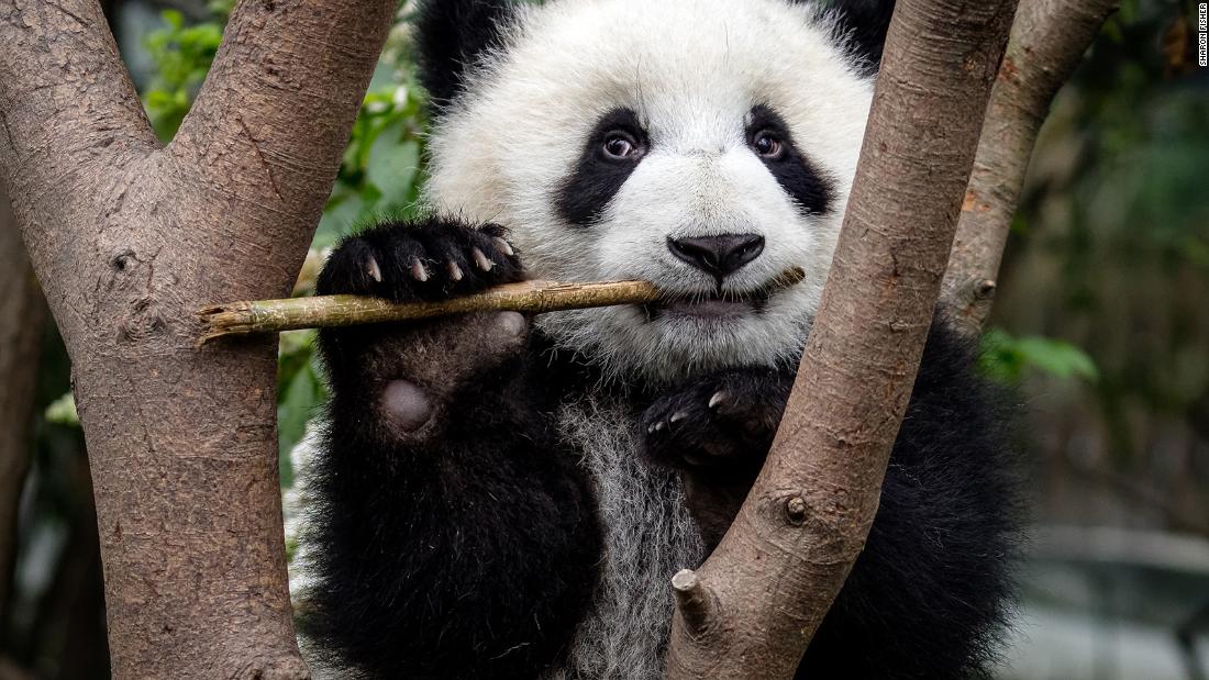 Les pandas ont développé leur caractéristique la plus déconcertante il y a au moins 6 millions d&rsquo;années