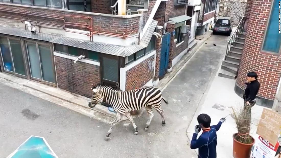 Un zèbre en liberté chasse les gardiens de zoo à Séoul