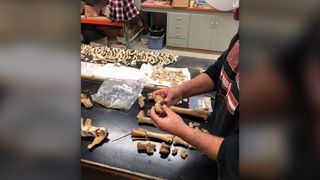 Les chercheurs examinent les restes de chevaux dans le laboratoire.