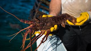Un pêcheur portant des gants jaunes tient un homard pêché dans l'ouest de l'Australie.