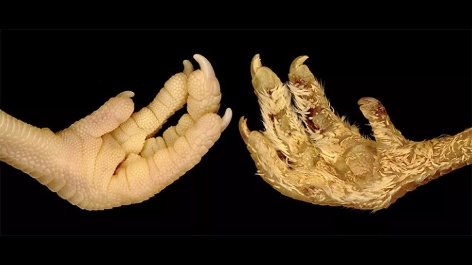 Les scientifiques ont changé les écailles des pattes de poulet en plumes en modifiant un seul gène