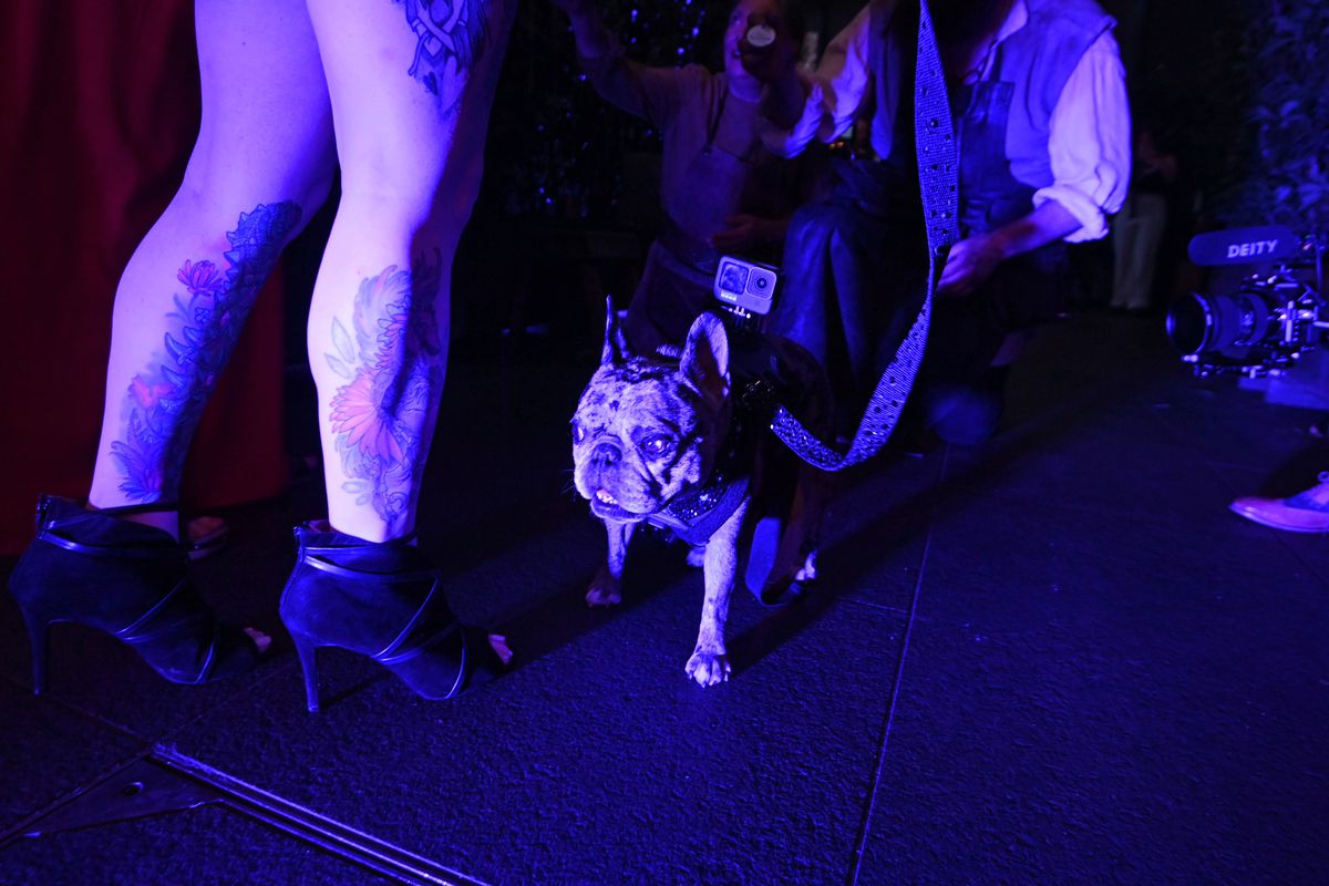 Rory the Frenchie est dans les coulisses de la première britannique de The Witcher Saison 3