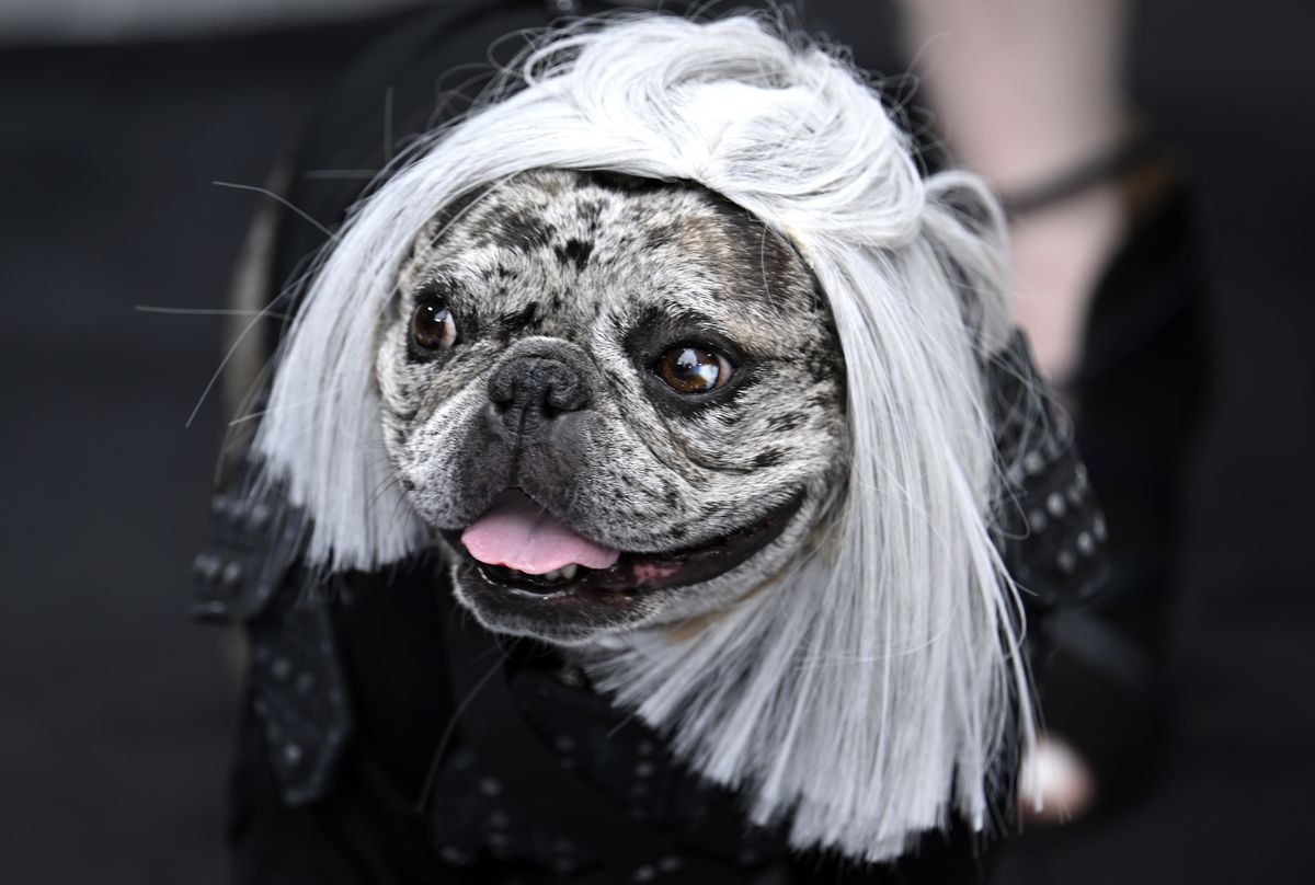 Rory the Frenchie de TikTok assiste à la première britannique de la saison 3 de The Witcher déguisé en Geralt