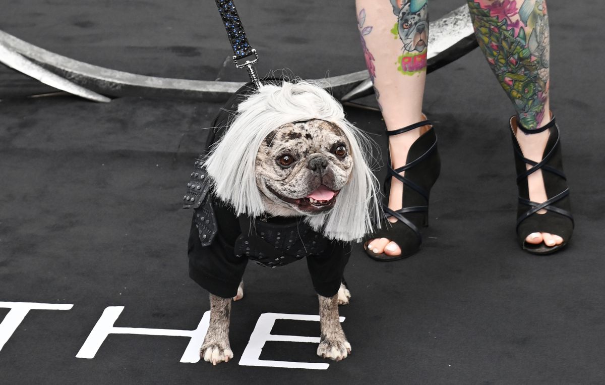 Rory le Frenchie de TikTok assiste à la première britannique de la saison 3 de The Witcher déguisé en Geralt avec les jambes d'une femme en arrière-plan