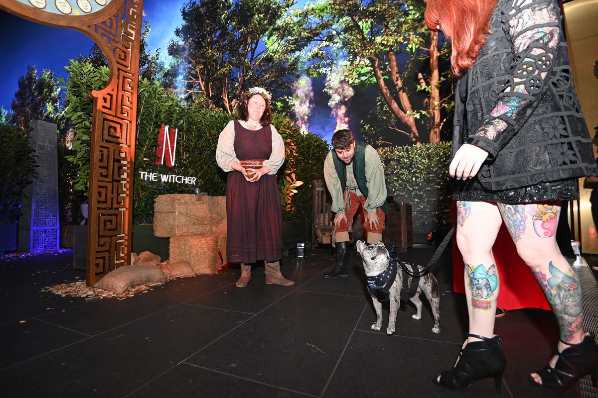 Rory the Frenchie de TikTok assiste à la première britannique de la saison 3 de The Witcher et regarde Netflix Shrub