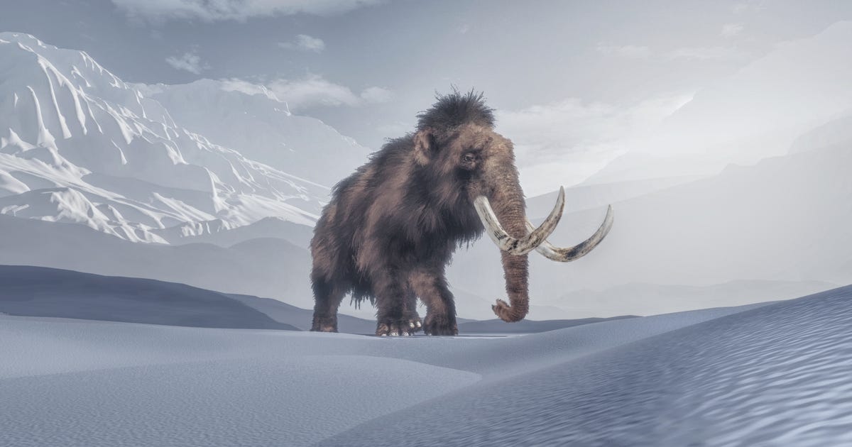 Les mammouths laineux peuvent à nouveau marcher sur la terre si le démarrage de CRISPR réussit