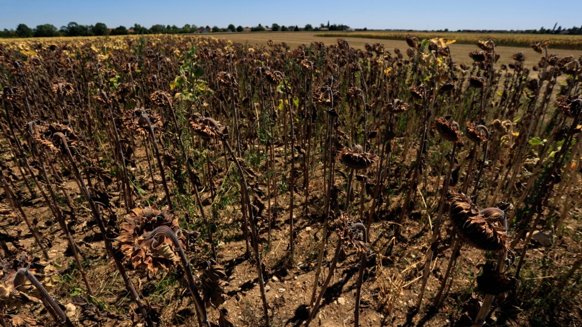 Juillet est l’un des mois les plus chauds jamais enregistrés Juillet est l’un des mois les plus chauds jamais enregistrés