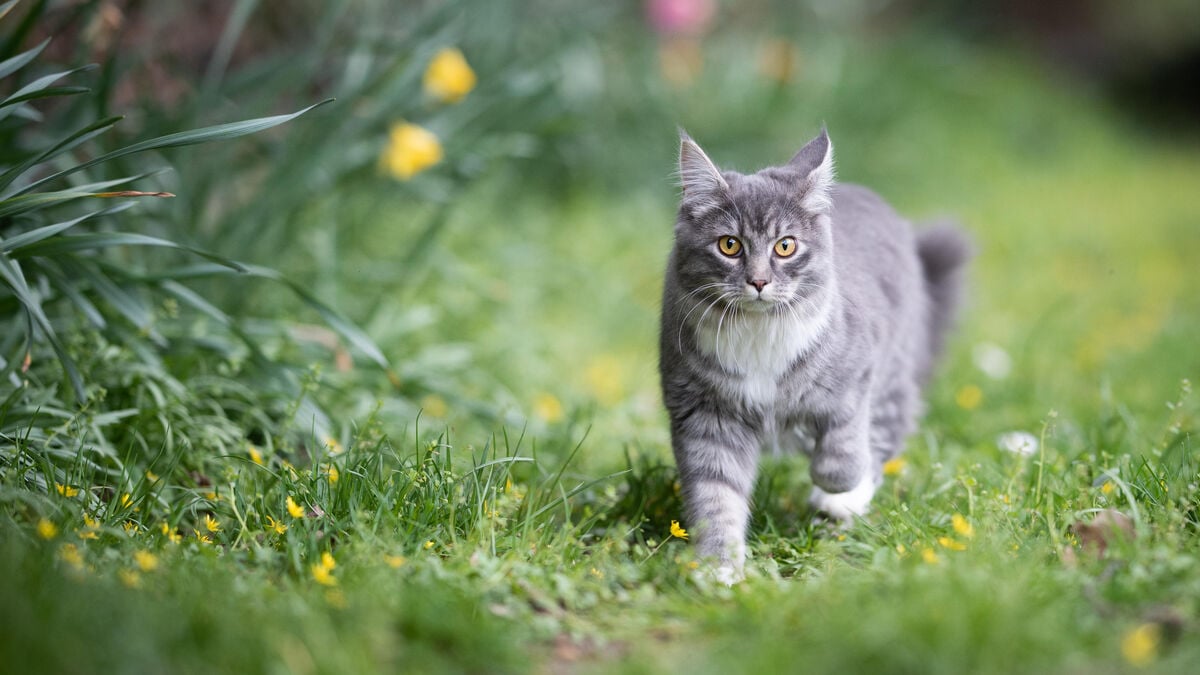 Chroniques du Câble : Grippe aviaire – Pourquoi tant de chats dans le monde sont infectés en France, en Pologne, en Corée du Sud