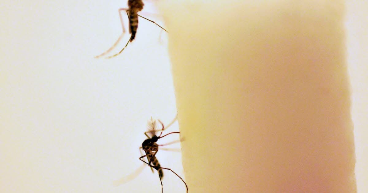 Chroniques du Câble : Déjà 24 cas de dengue et un de chikungunya dans la région Auvergne-Rhône-Alpes Chroniques du Câble : Déjà 24 cas de dengue et un de chikungunya dans la région Auvergne-Rhône-Alpes
