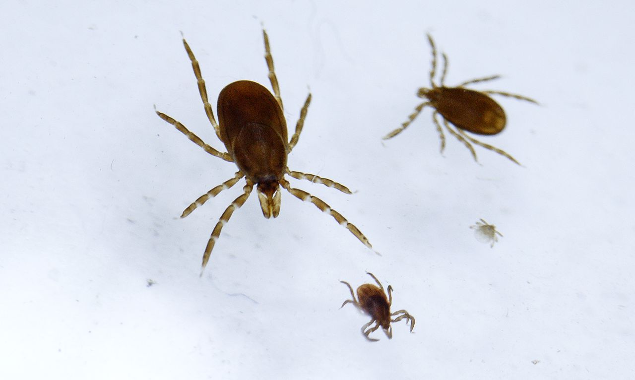 Le vaccin contre la maladie de Lyme de Pfizer et de la société française de biotechnologie Valneva entre dans un essai clinique de phase 3 Le vaccin contre la maladie de Lyme de Pfizer et de la société française de biotechnologie Valneva entre dans un essai clinique de phase 3
