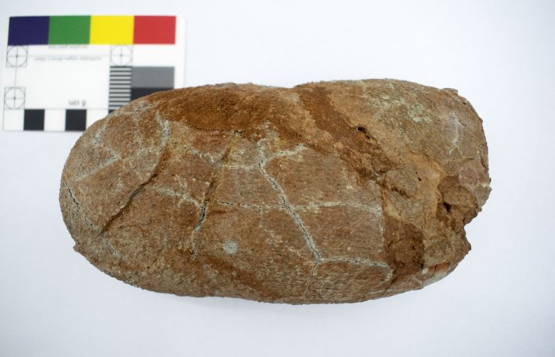 Une étude sur les œufs indique que les dinosaures étaient en déclin lorsque l&rsquo;astéroïde a frappé