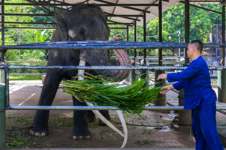 Un éléphant négligé embarque pour un énorme vol vers la Thaïlande Un éléphant négligé embarque pour un énorme vol vers la Thaïlande