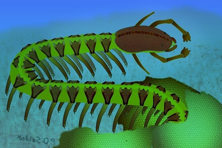Un fossile vieux de 525 millions d&rsquo;années défie l&rsquo;explication des manuels sur l&rsquo;évolution du cerveau