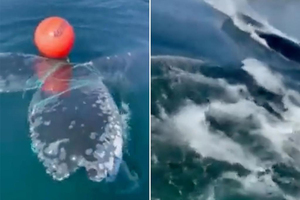 La baleine piégée s’envole vers la liberté après un sauvetage dramatique La baleine piégée s’envole vers la liberté après un sauvetage dramatique