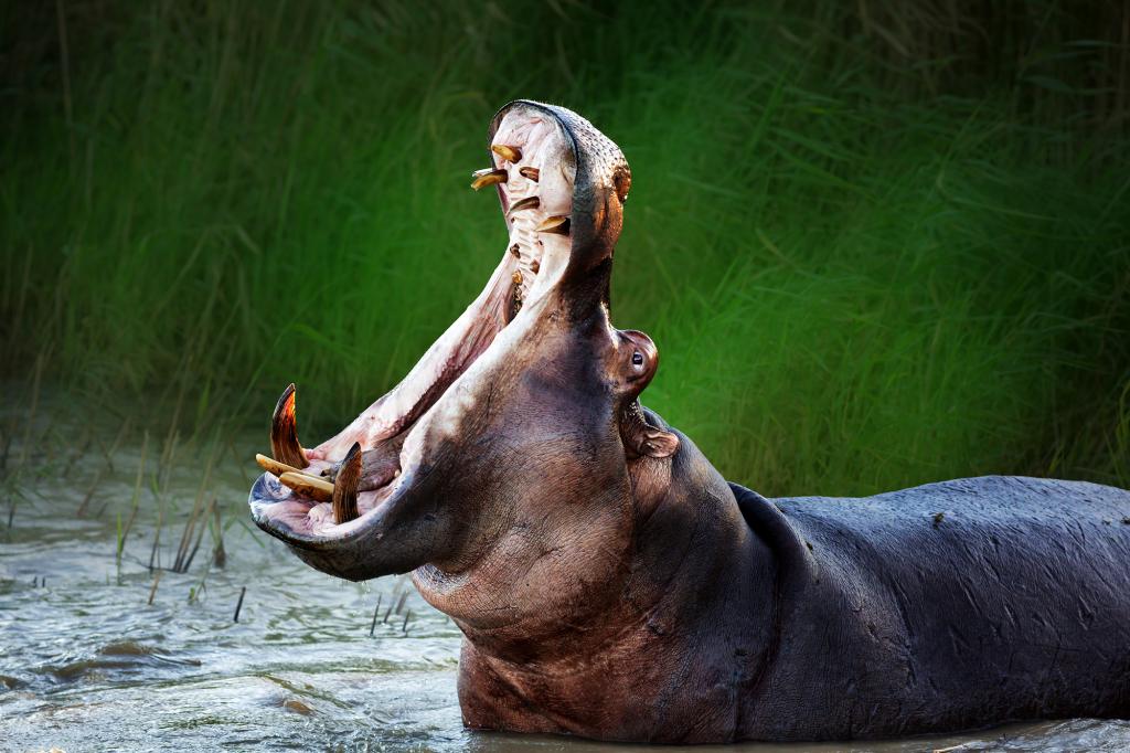 Un hippopotame avale et recrache un garçon de 2 ans en Ouganda Un hippopotame avale et recrache un garçon de 2 ans en Ouganda