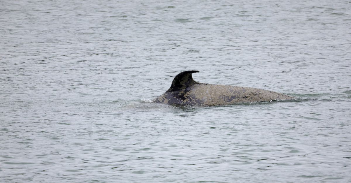 L’épaulard dispersé dans la Seine en France est en mauvaise santé L’épaulard dispersé dans la Seine en France est en mauvaise santé