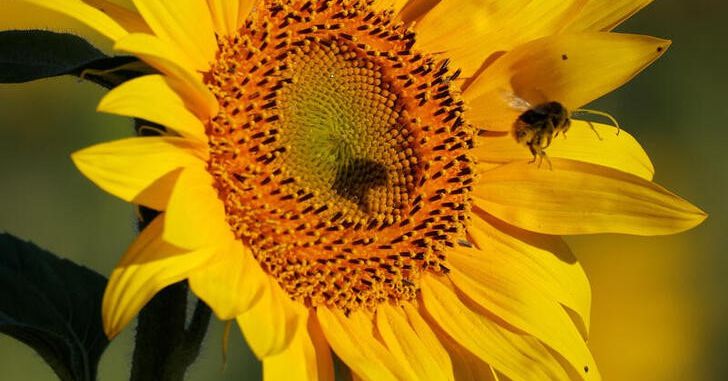Le Parlement européen adopte la loi sur la nature après un contrecoup politique Le Parlement européen adopte la loi sur la nature après un contrecoup politique