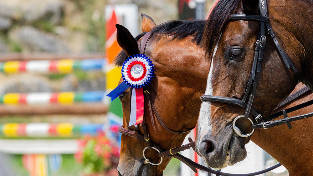 Promouvoir l'élevage de chevaux de sport américains