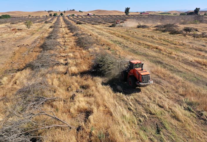 Dans une vue aérienne, un ouvrier de Fowler Brothers Farming utilise une chargeuse sur pneus pour déplacer un tas d'amandiers lors d'un projet d'enlèvement de vergers à Snelling, en Californie, en mai.
