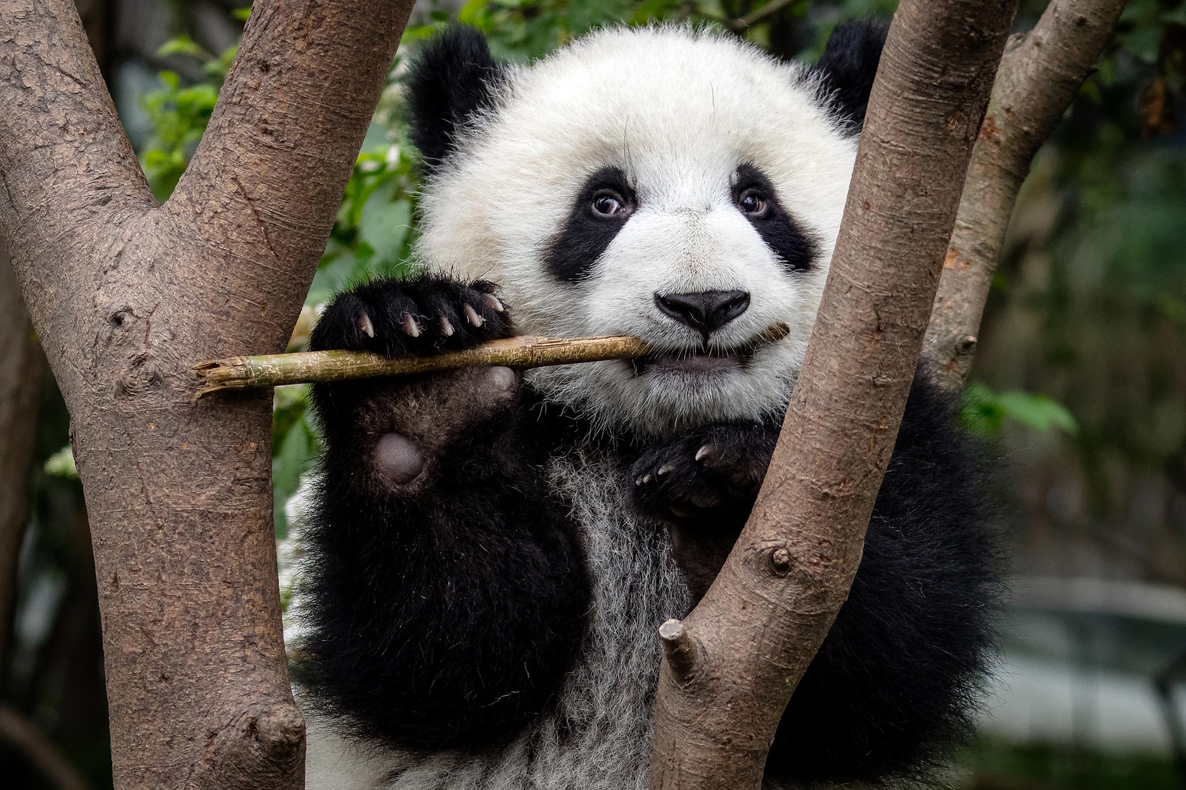 La caractéristique « incroyable » du panda géant a été développée il y a au moins six millions d’années La caractéristique « incroyable » du panda géant a été développée il y a au moins six millions d’années