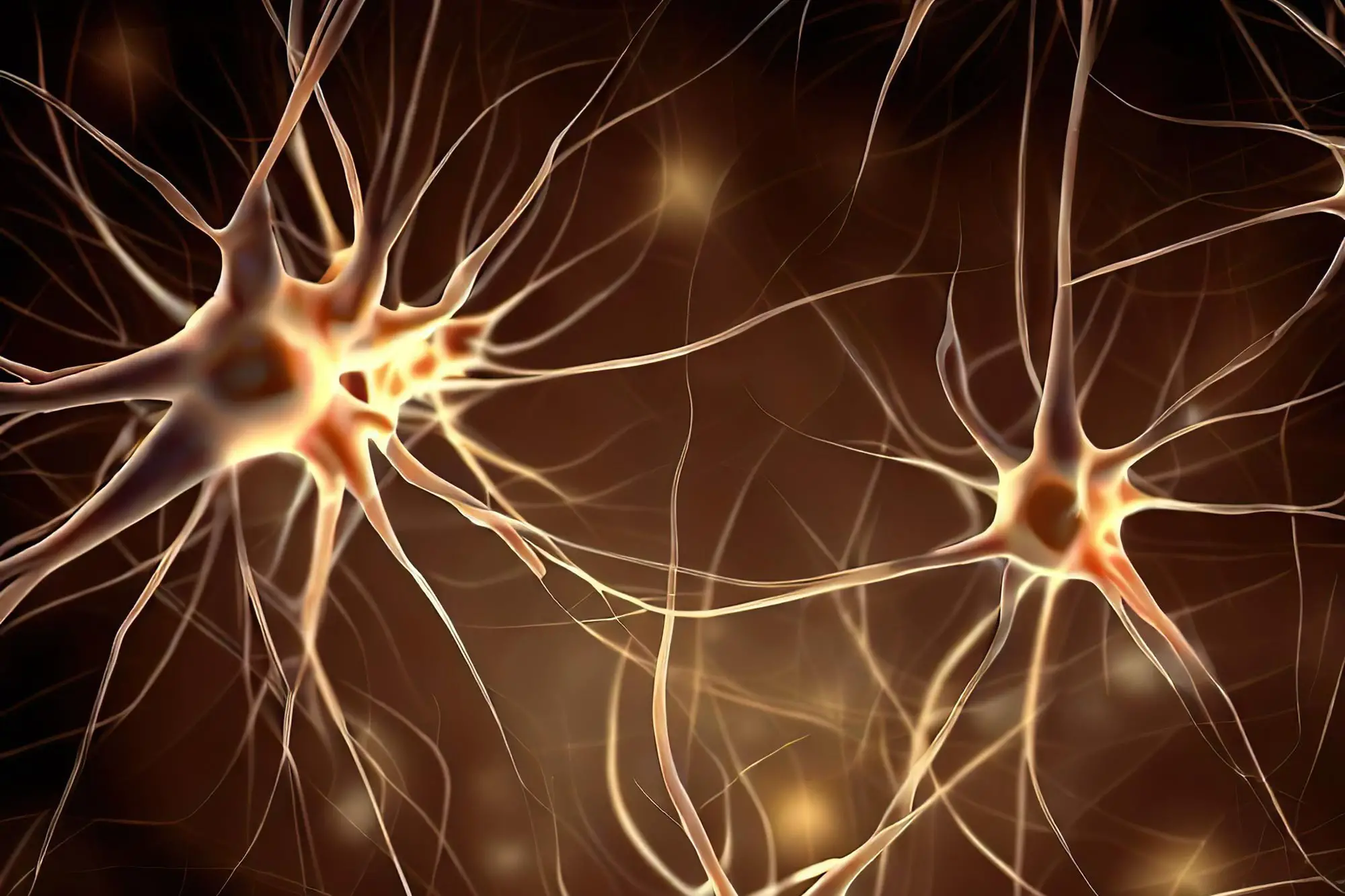 Un mécanisme cérébral récemment découvert lié à l’anxiété et au trouble obsessionnel-compulsif a été découvert Un mécanisme cérébral récemment découvert lié à l’anxiété et au trouble obsessionnel-compulsif a été découvert
