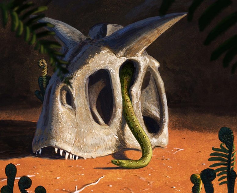 Les serpents modernes ont évolué à partir de quelques survivants