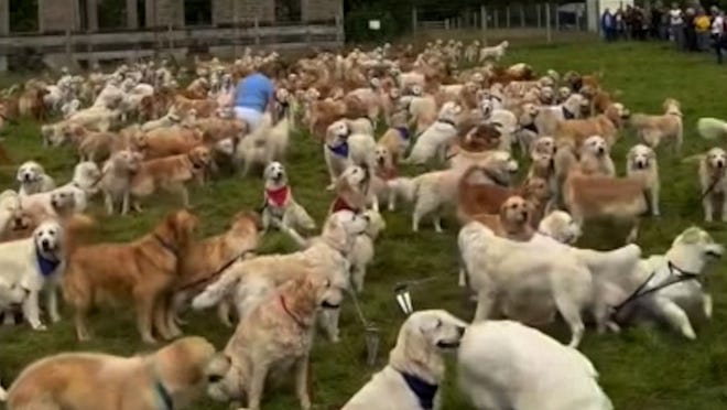 Des centaines de golden retrievers se rassemblent dans les Highlands écossais pour célébrer le 155e anniversaire de la race.