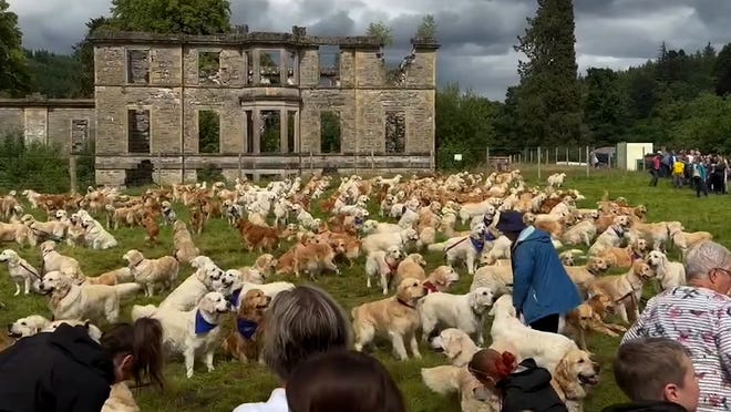 Anniversaire du Golden Retriever célébré en Écosse avec la Journée des chiots